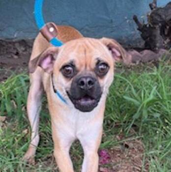 Rescue Pug and Chihuahua Dogs for Adoption in Los Angeles, California - Dillan | PetCurious