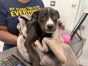 A1269830 -  Pit Bull Terrier and Mixed Breed Dog for Adoption in Charlotte, North Carolina - A1269830 | PetCurious