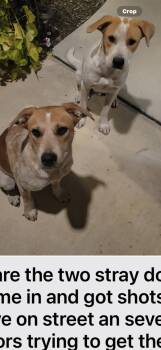 Rescue Beagle and Australian Cattle Dog Blue Heeler Dogs for Adoption in Haslet, Texas - Ben | PetCurious