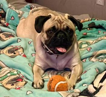 Pug Dogs Available for Adoption - Maggie | PetCurious