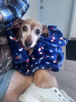 Lexi - 1 -  Dachshund and Chihuahua Dog for Adoption in Daytona Beach, Florida - Lexi - 1 | PetCurious