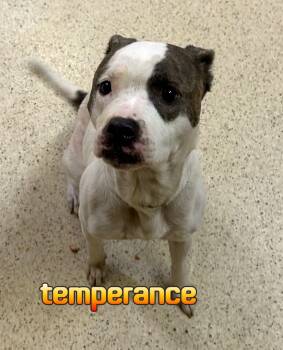 Temperance -  Terrier Dog for Adoption in Muncie, Indiana - Temperance | PetCurious