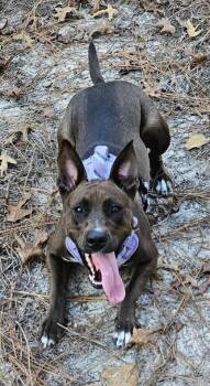 Rescue Belgian Shepherd Laekenois and American Staffordshire Terrier Dogs for Adoption in Sanford, North Carolina - Ripley | PetCurious