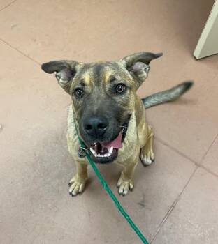 Melvin -  German Shepherd Dog Dog for Adoption in Houghton Lake, Michigan - Melvin | PetCurious