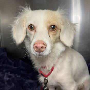 Diana Ross -  Terrier Dog for Adoption in Palm Springs, California - Diana Ross | PetCurious