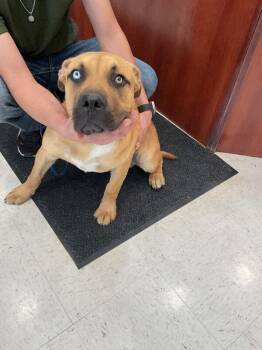 Joker -  Mixed Breed Dog Available for Adoption in Hobbs, New Mexico - Joker | PetCurious