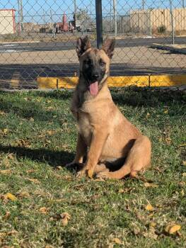 Rescue Belgian Shepherd Malinois and German Shepherd Dog Dogs for Adoption in Imlay City, Michigan - Callie - Located In TX | PetCurious