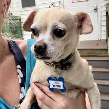 Yoshi -  Chihuahua Dog for Adoption in Wake Forest, North Carolina - Yoshi | PetCurious