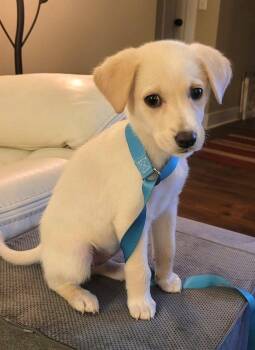 Labrador Retriever and Golden Retriever Dogs Available for Adoption - Honey | PetCurious