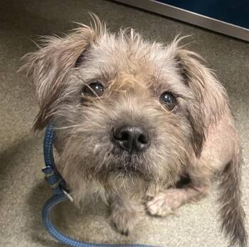 GEORGIA -  Mixed Breed Dog for Adoption in Dallas, Texas - GEORGIA | PetCurious