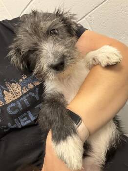 KATHY -  Border Terrier Dog for Adoption in Indianapolis, Indiana - KATHY | PetCurious