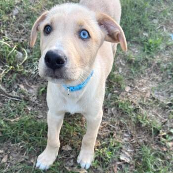 Labrador Retriever and Husky Dogs Available for Adoption in Hatfield, Pennsylvania - Levi | PetCurious