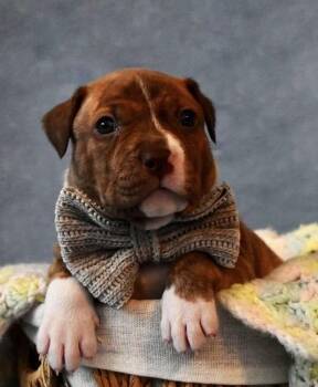 Pit Bull Terrier Dogs Available for Adoption - Benedict | PetCurious
