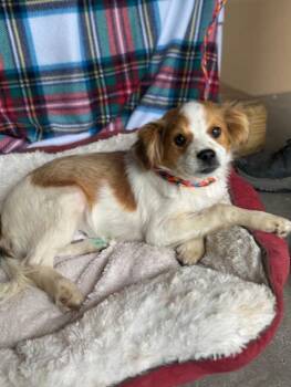 Cavalier King Charles Spaniel Dogs Available for Adoption in Cushing, Oklahoma - Willie | PetCurious