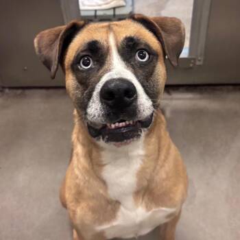 Bruno -  Mixed Breed and Husky Dog for Adoption in York, Pennsylvania - Bruno | PetCurious