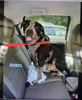 Rescue Black Labrador Retriever and Australian Cattle Dog Blue Heeler Dogs for Adoption in Lonsdale, Arkansas - Rebel | PetCurious