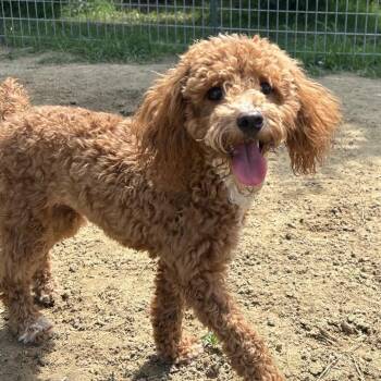 Bonita in NH Come Meet our Adoptable Dogs Wed-Sat More Info in B -  Poodle Dog for Adoption in Manchester, New Hampshire - Bonita In NH Come Meet Our Adoptable Dogs Wed-Sat More Info In B | PetCurious
