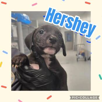 Hershey -  Labrador Retriever and Pit Bull Terrier Dog for Adoption in Ringwood, New Jersey - Hershey | PetCurious