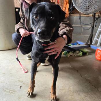 Rottweiler and Terrier Dogs Available for Adoption - Stacy | PetCurious