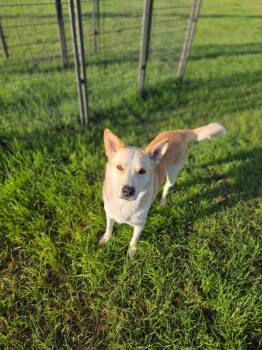 Nanaimo -  German Shepherd Dog Dog for Adoption in Wetaskiwin, Alberta - Nanaimo | PetCurious