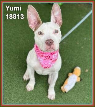 Pit Bull Terrier and American Staffordshire Terrier Dogs Available for Adoption in Marietta, Georgia - YUMI | PetCurious