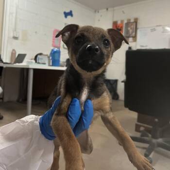Chihuahua Dogs Available for Adoption in Edinburg, Texas - Molly | PetCurious