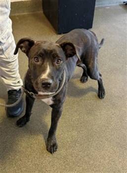 COMMANDER NIBBLES -  Mixed Breed Dog for Adoption in Jacksonville, Florida - COMMANDER NIBBLES | PetCurious