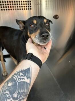 Rescue Terrier and Mixed Breed Dogs for Adoption in Fort Worth, Texas - 59397955 | PetCurious