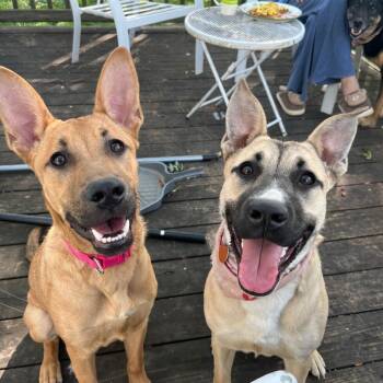 Frankie (now Rosie) -  Shepherd and Mixed Breed Dog for Adoption in Jasper, Indiana - Frankie (now Rosie) | PetCurious