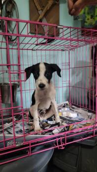 Rescue Labrador Retriever Dogs for Adoption in Milford, New Hampshire - Georgie | PetCurious