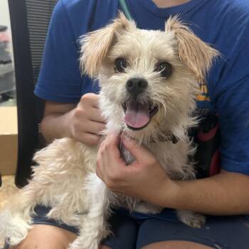 Tobie -  Terrier Dog for Adoption in Columbia, South Carolina - Tobie | PetCurious