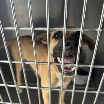 Mixed Breed Dogs Available for Adoption - Max | PetCurious