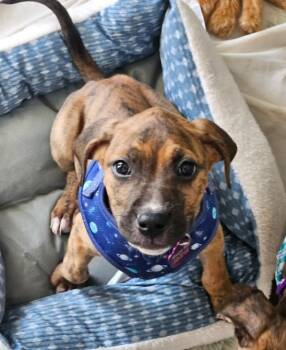 Boxer Dogs Available for Adoption in Tallahassee, Florida - Dunn | PetCurious