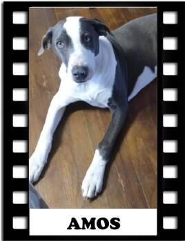 Pointer Dogs Available for Adoption - Amos | PetCurious