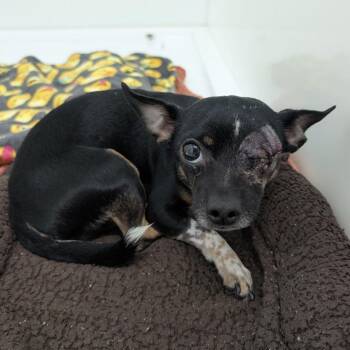 Chihuahua Dogs Available for Adoption - TIPPY | PetCurious