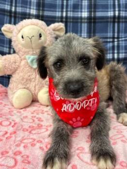 Terrier Dogs Available for Adoption - BLOSSOM | PetCurious