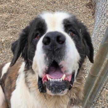 Mila -  Saint Bernard Dog for Adoption in Grinnell, Iowa - Mila | PetCurious