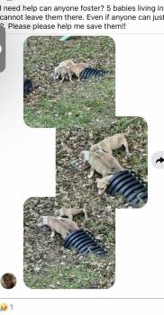 Labrador Retriever Dogs Available for Adoption in The Woodlands, Texas - Taco | PetCurious