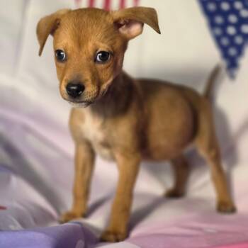 Rynlee AL -  Chihuahua and Mixed Breed Dog for Adoption in Austin, Texas - Rynlee AL | PetCurious
