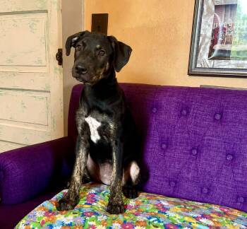 Petunia Lonestar -  Labrador Retriever Dog for Adoption in Rockaway, New Jersey - Petunia Lonestar | PetCurious