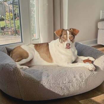 Terrier Dogs Available for Adoption in Houston, Texas - Miley | PetCurious