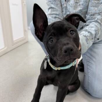 Mixed Breed Dogs Available for Adoption in Greensboro, Georgia - Tina | PetCurious