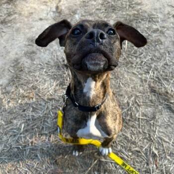 Tweetie Birdie 22725 -  Pit Bull Terrier and Mixed Breed Dog for Adoption in Cumming, Georgia - Tweetie Birdie 22725 | PetCurious