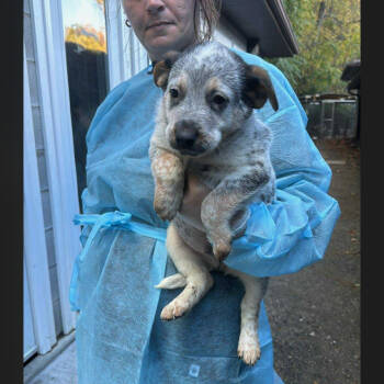 Rescue Australian Cattle Dog Blue Heeler and Mixed Breed Dogs for Adoption in Melbourne, Kentucky - Bandit | PetCurious