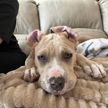 Fat Joe aka Chunky Joseph -  Pit Bull Terrier Dog Available for Adoption in Little River, South Carolina - Fat Joe Aka Chunky Joseph | PetCurious
