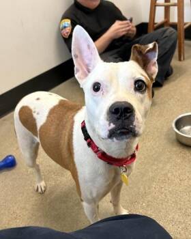 Trixie -  Pit Bull Terrier Dog for Adoption in Cleveland, Ohio - Trixie | PetCurious