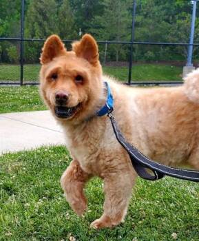 Mixed Breed Dogs Available for Adoption in Fairfax, Virginia - Bodhi | PetCurious