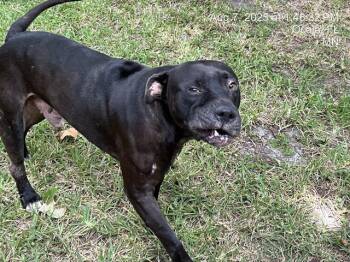 Rescue Labrador Retriever and Mixed Breed Dogs for Adoption in Ocala, Florida - RYDER | PetCurious