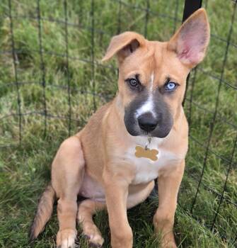 Dazz -  Mixed Breed Dog for Adoption in Waunakee, Wisconsin - Dazz | PetCurious