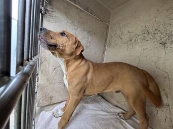 Hound and Labrador Retriever Dogs Available for Adoption in Oklahoma City, Oklahoma - A473648 | PetCurious